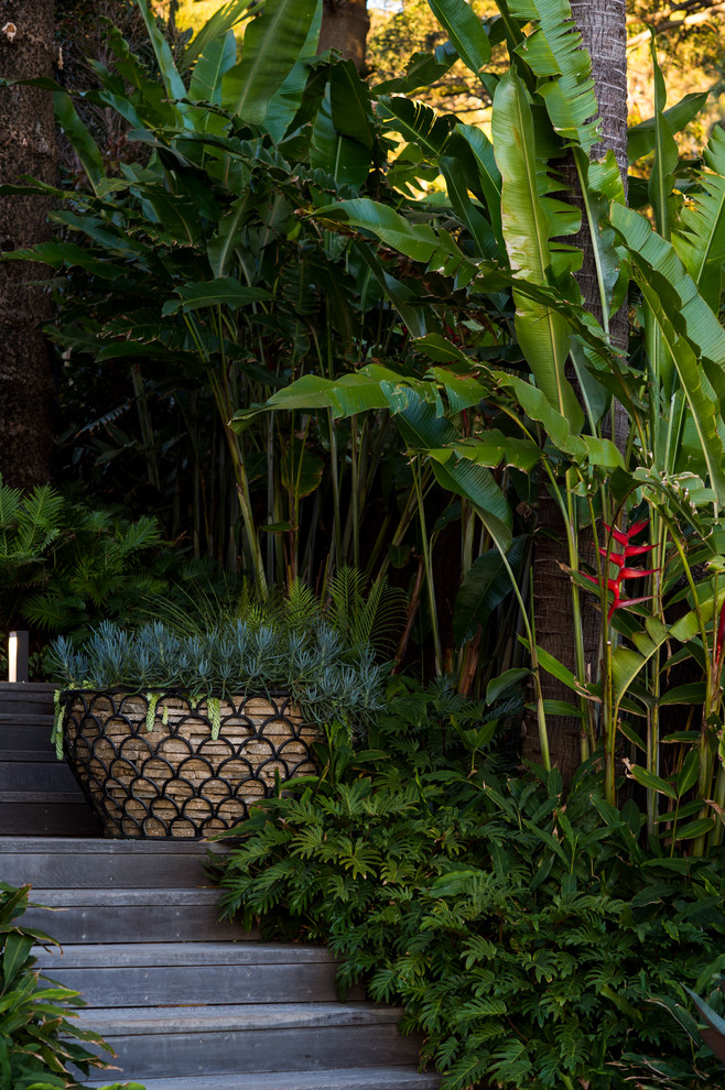 シドニーにあるラグジュアリーな広いトロピカルスタイルのおしゃれなスケルトン階段 (木の蹴込み板) の写真