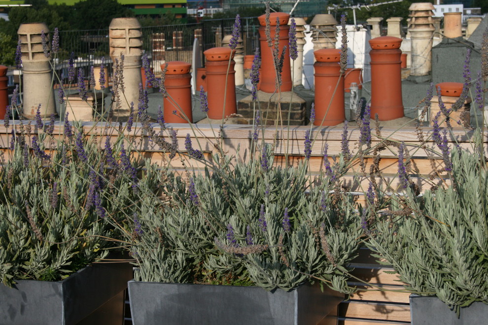 Esempio di una grande terrazza design sul tetto con un giardino in vaso e nessuna copertura
