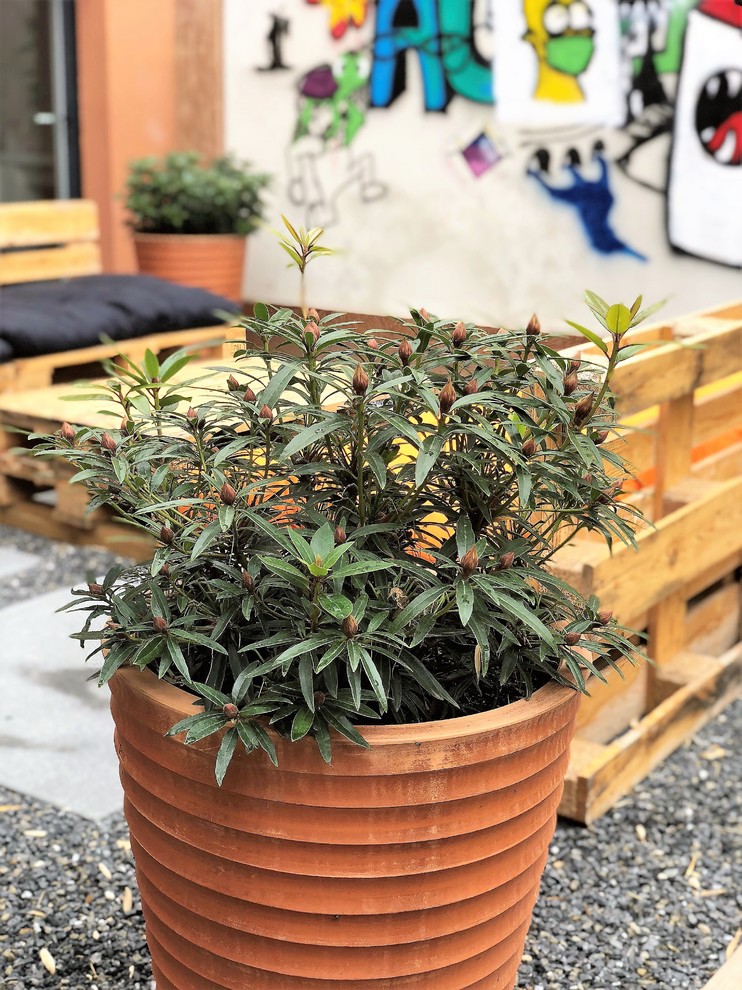 Idées déco pour une petite terrasse industrielle avec une cour.