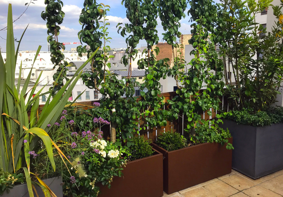 Ispirazione per un giardino design di medie dimensioni e sul tetto con un giardino in vaso