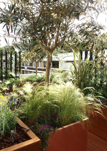 vue sur une grande jardinière en cuivre et son olivier - Contemporain -  Jardin - Paris - par Duval&Bossennec - Paysagiste concepteur | Houzz