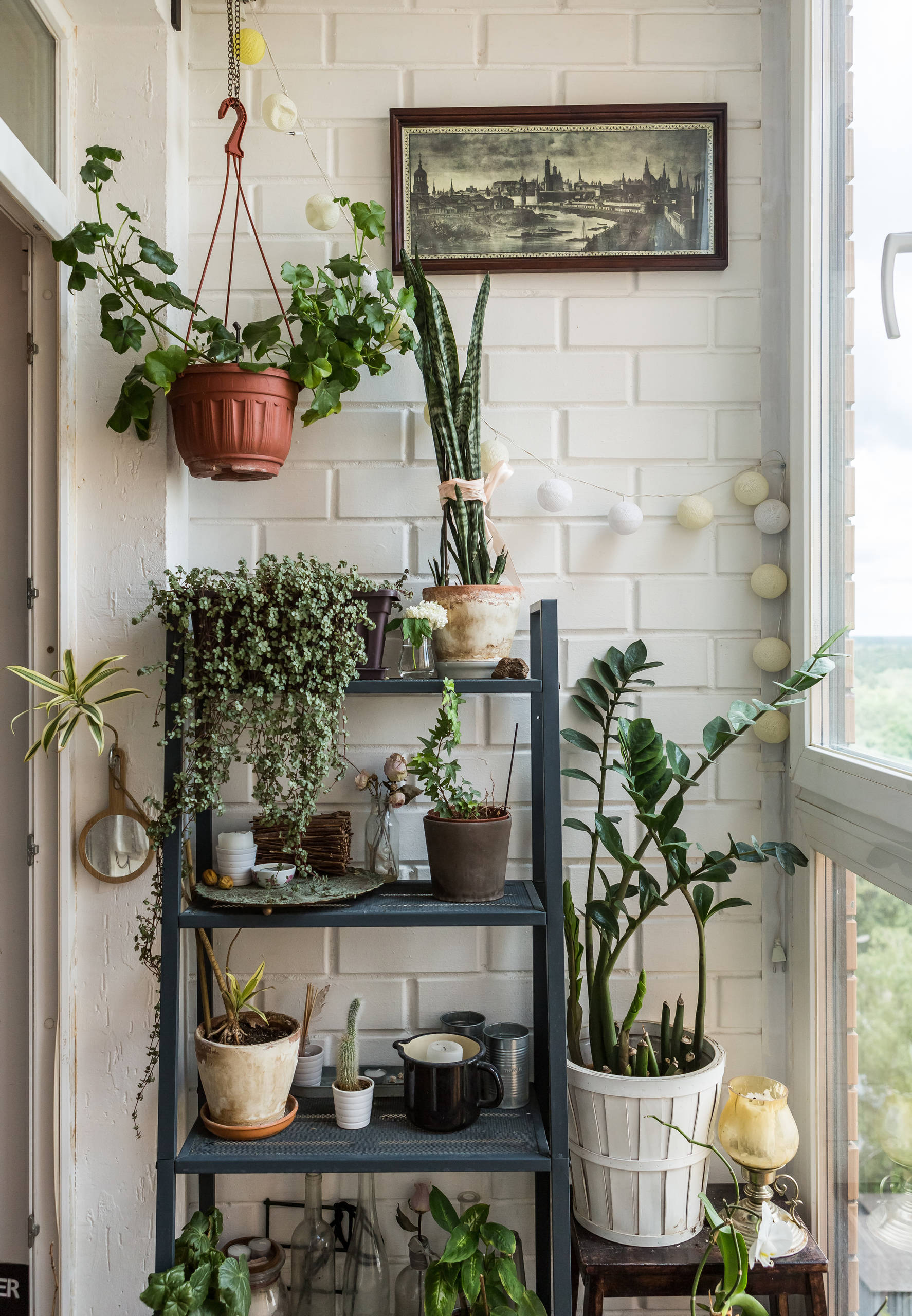 Самые полезные комнатные растения