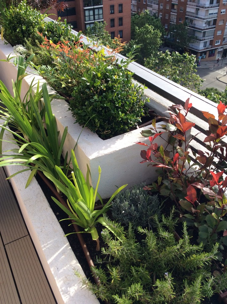 Imagen de terraza actual pequeña en azotea con jardín de macetas