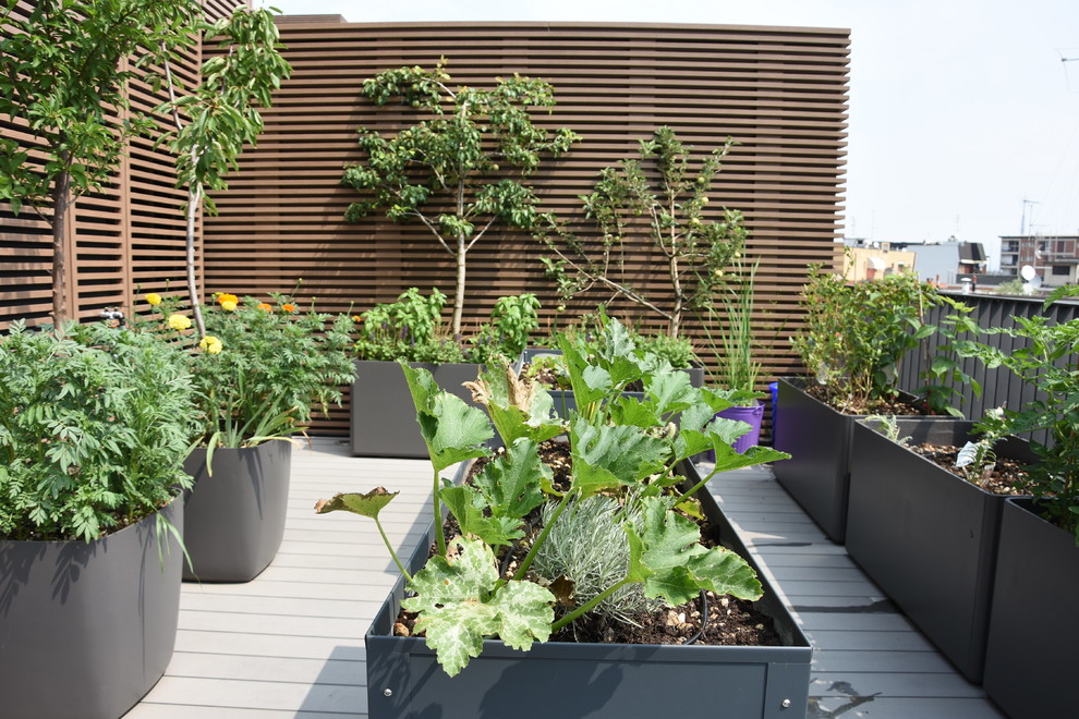 Idee per una terrazza moderna sul tetto con un giardino in vaso
