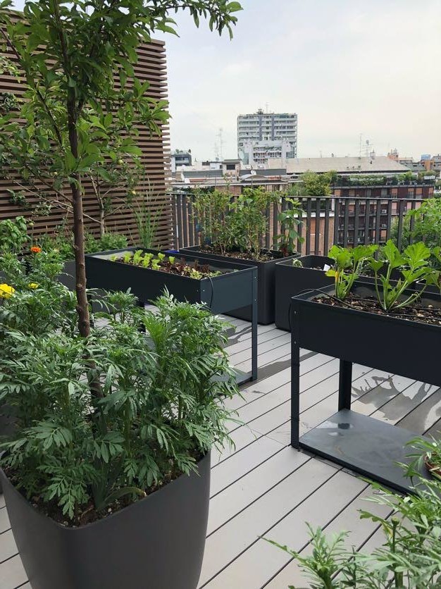 На фото: терраса в стиле модернизм с растениями в контейнерах