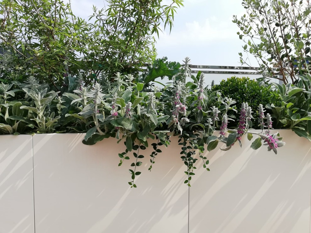 Immagine di una grande terrazza sul tetto con un giardino in vaso