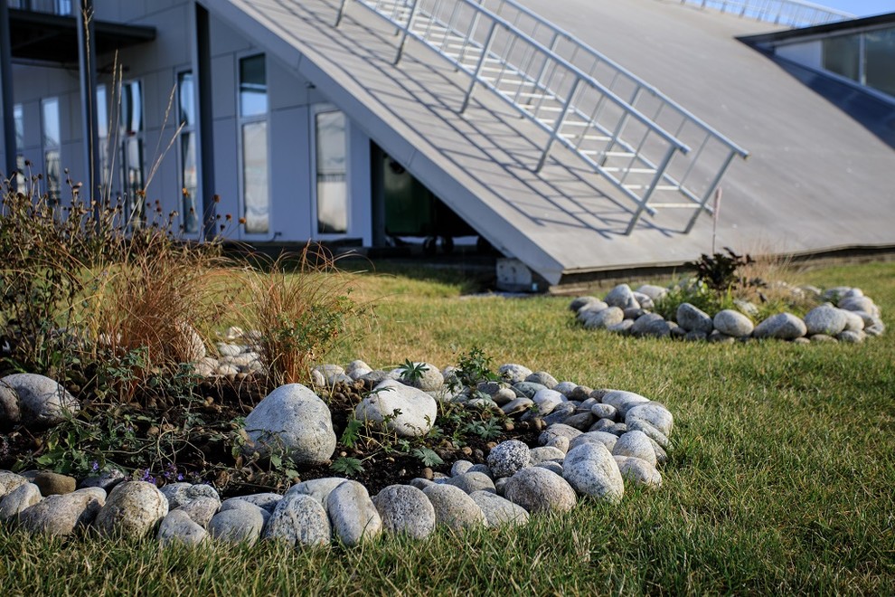 Идея дизайна: солнечный засухоустойчивый сад среднего размера на переднем дворе в скандинавском стиле с хорошей освещенностью