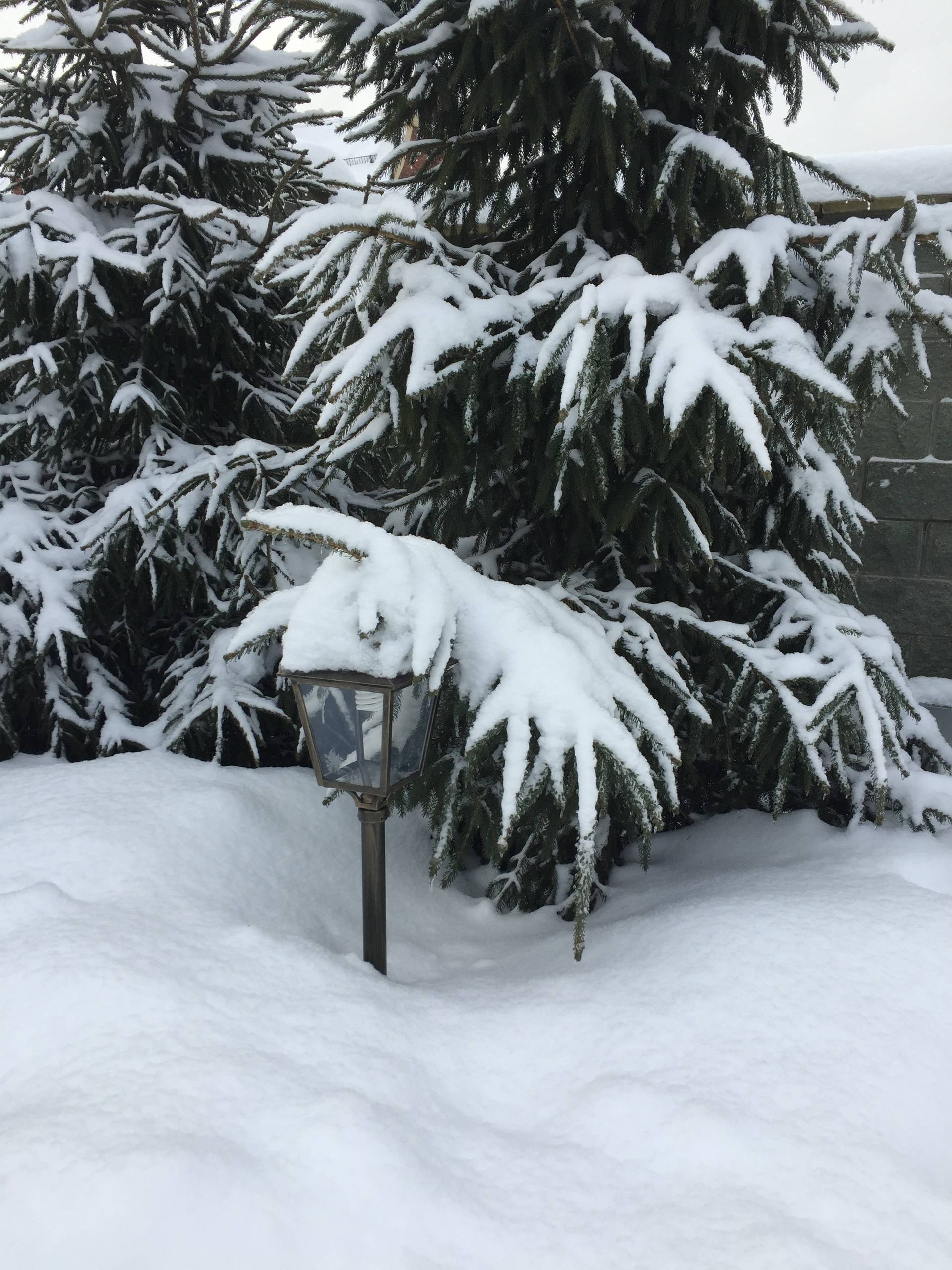 Стоковые фотографии по запросу Дерево в снегу