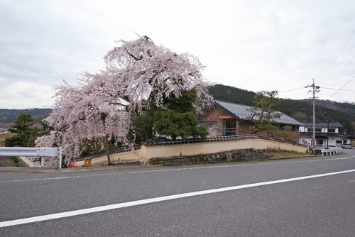 ソメイヨシノだけじゃない！ 知っておきたい桜の品種と、それぞれの