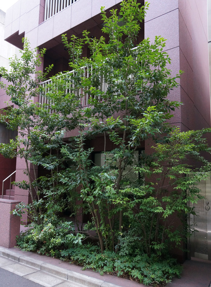 Photo of a medium sized modern front formal partial sun garden for summer in Tokyo with concrete paving.