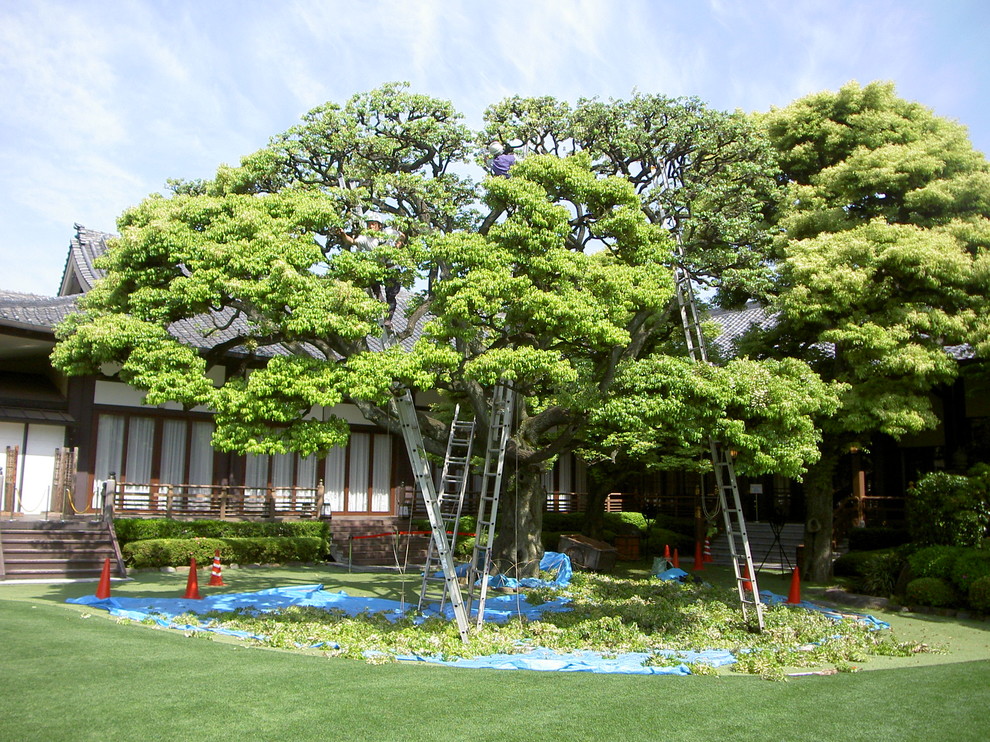 東京都下にある和風のおしゃれな庭の写真