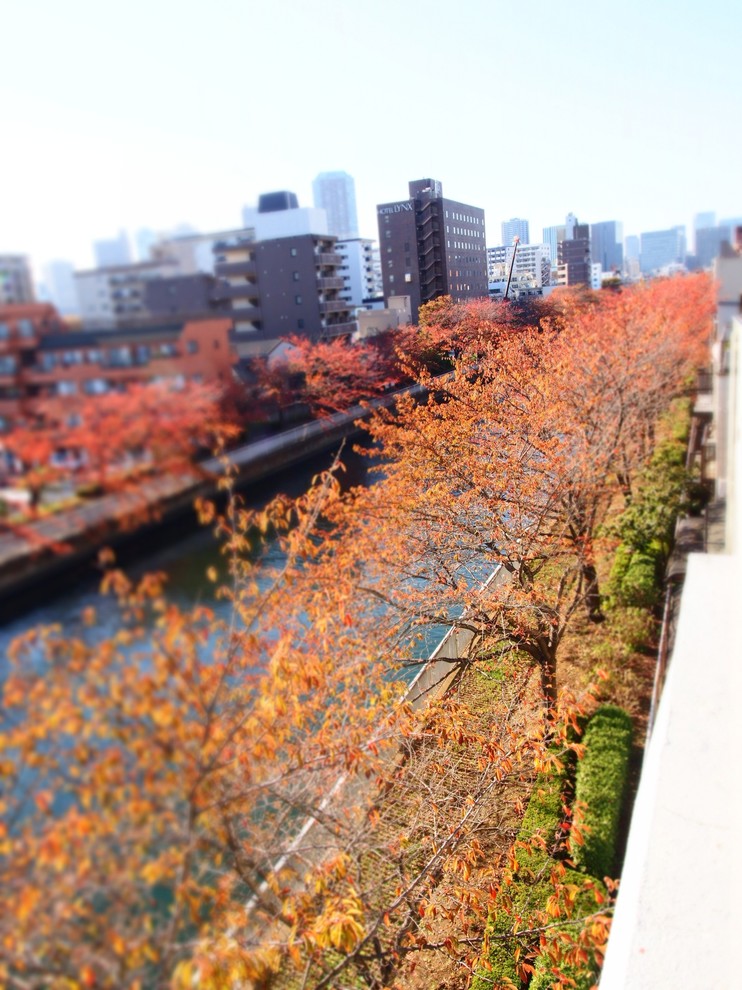 東京23区にあるエクレクティックスタイルのおしゃれな庭の写真